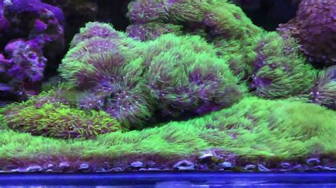 Reef green star polyps GSP bottom - YouTube