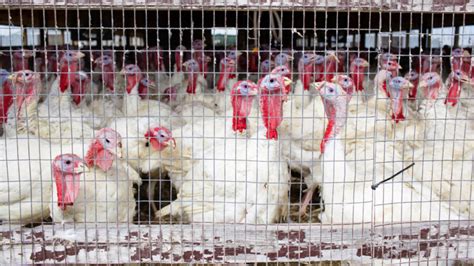 Bird Flu Roars Back, Disrupting Turkey Farms - The Food Institute