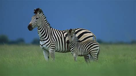 HD wallpaper: Zebra Mother Baby, two zebras photo, cute, animals | Wallpaper Flare