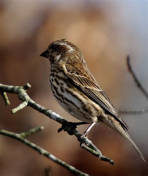 Female Purple Finch | Beautiful birds, Finch, Purple