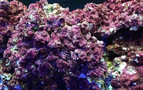 How to Cure Live Rock - Aquarium Hack