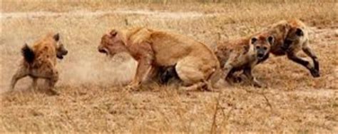 What Do Hyenas Eat in the Wild | Hyenas Diet