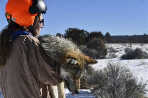 Endangered Mexican wolf population makes strides in US – Metro US