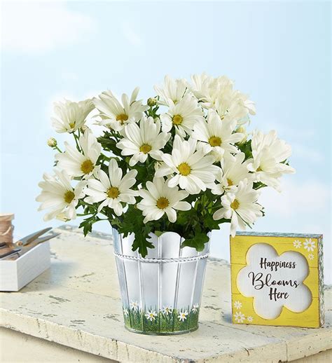 Daisy Flower Arrangement Delivery | Best Flower Site