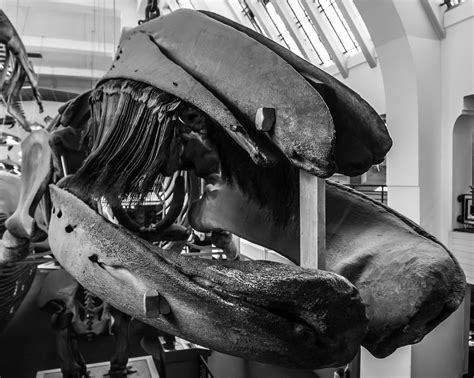 Bowhead whale skull | David McConway | Flickr