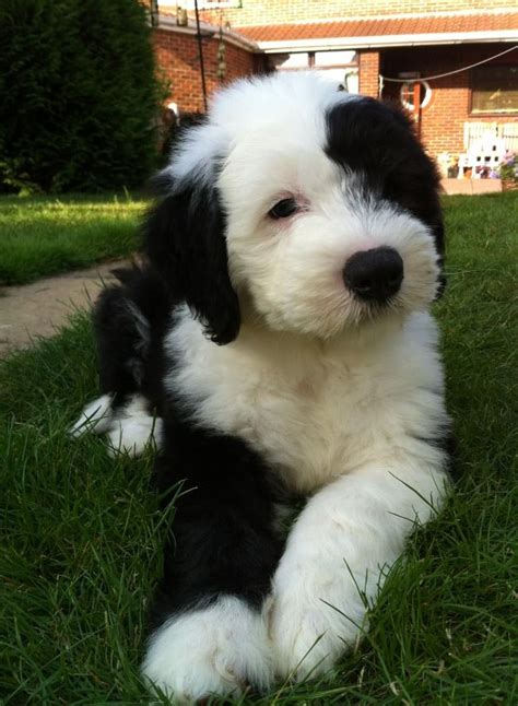 313 best Old English Sheepdogs images on Pinterest | Doggies, Old english sheepdog and Puppies