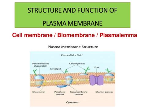 Cell Membrane Diagram With Functions