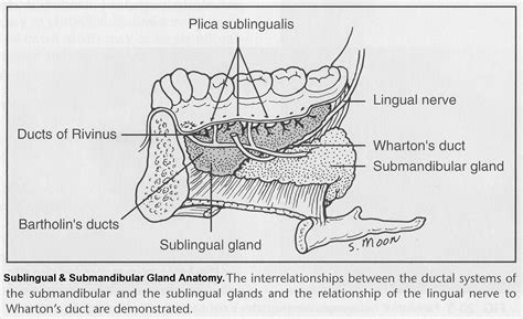 Sublingual Duct