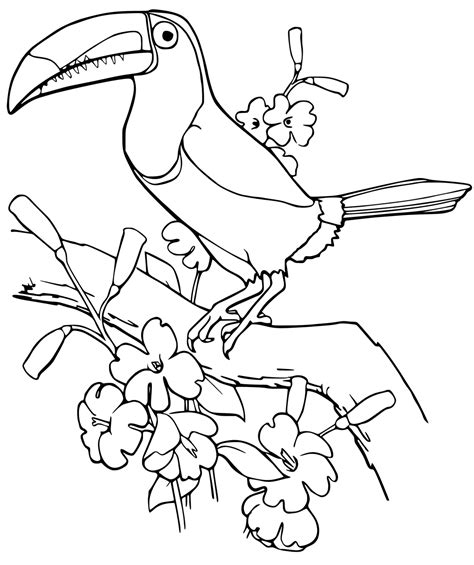 Toucan Coloring Sheet Coloring Pages