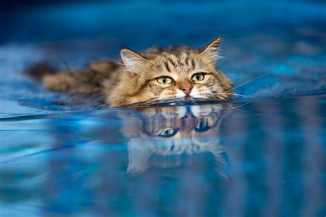 6 Cat Breeds That Love Water – Animal Encyclopedia