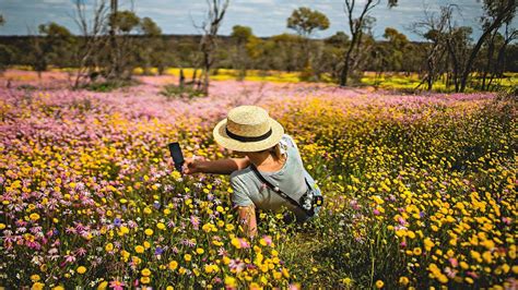 Wildflower season, WA