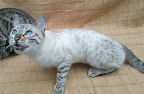 Bengal Cats & Kittens for sale in Llandeilo | Pets4Homes | Bengal cat ...