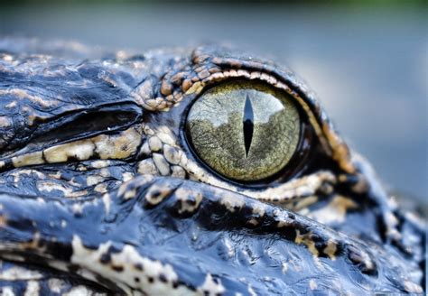 Alligator Eye Closeup | FWC photo by Chad Weber | Flickr