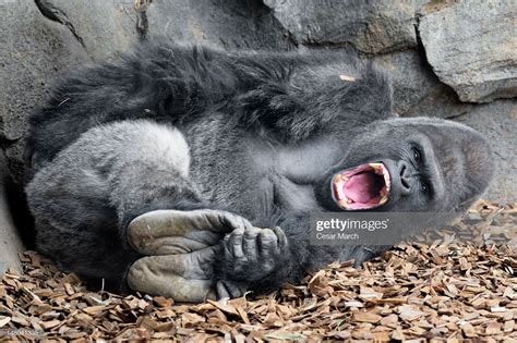 Gorilla lying down on ground in early morning with his mouth open for... | Gorilla, Silverback ...