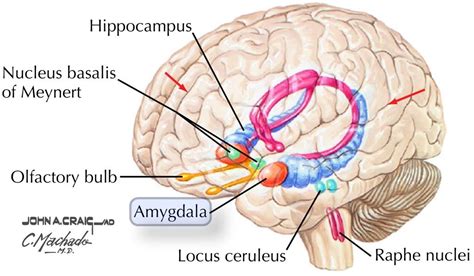 the structure of the human brain and its major functions, including ...