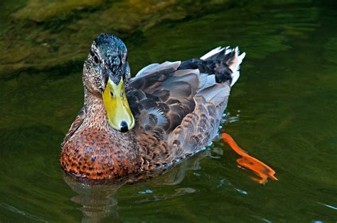 canard-sauvage - Val d'Arcomie