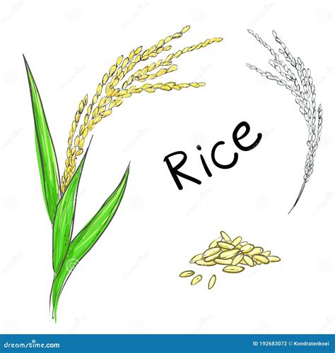 Vector Illustration of Rice Plant and Grain Stock Vector - Illustration of grain, grow: 192683072