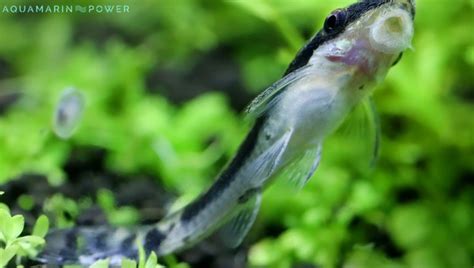 Otocinclus Catfish Care Guide: Appearance, Lifespan, Food & Diet ...