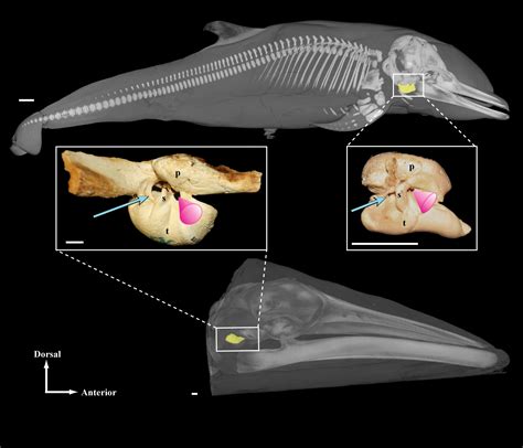 History of whale hearing: Ear imaging | Smithsonian Institution