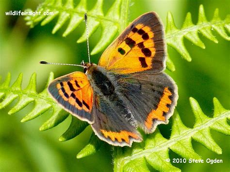 The Small Copper Butterfly and caterpillar (Lycaena phlaeas) | Wildlife ...