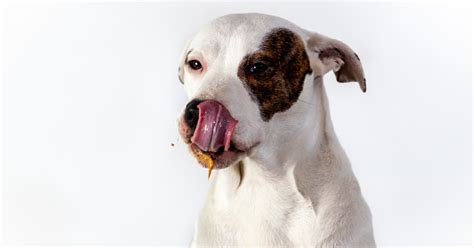 Peanut Butter: Know the Benefits and Risks for Dogs | MVS Hospital