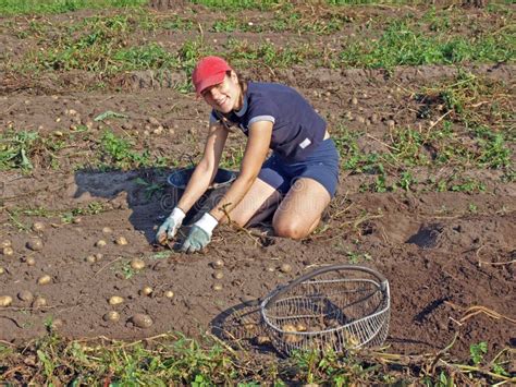 Potato harvesting stock photo. Image of garden, black - 20909986