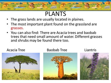 Grassland Plants With Names