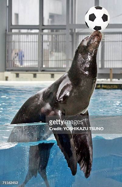 Sea Lion Clapping Photos and Premium High Res Pictures - Getty Images