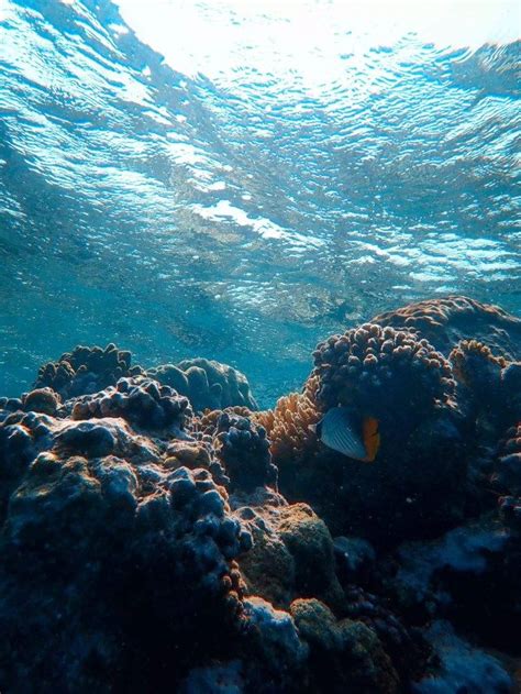 Hari Laut Sedunia | Ekosistem laut, Hari kelautan, Lautan