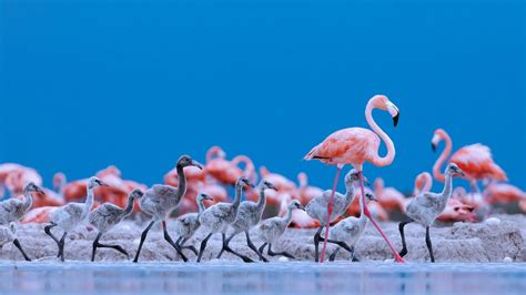 Flamingo Teacher – Bing Wallpaper Download