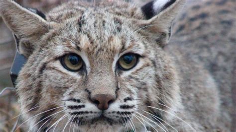 Bobcats adapting and thriving around North Texas neighborhoods | wfaa.com