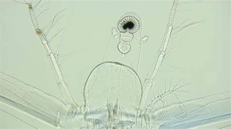 Zooplankton Under a Microscope, Stock Footage | VideoHive