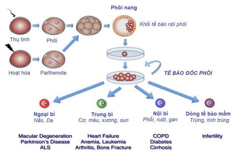 Tế bào gốc là gì và vai trò của tế bào gốc? | Vinmec