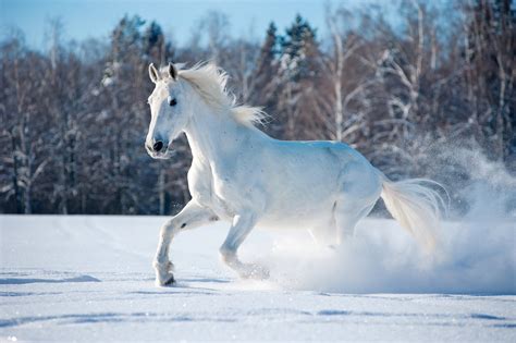 Majestic Horse in Snow: 4K Ultra HD Wallpaper