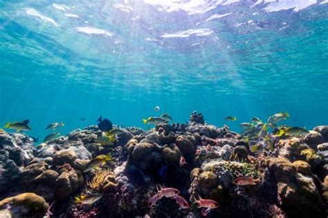 Providenciales Snorkelling Charters and Cruises | Visit Turks and Caicos Islands