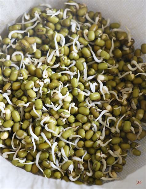 Mung Bean Sprouts Recipe | Green Gram Sprouts - Sharmis Passions