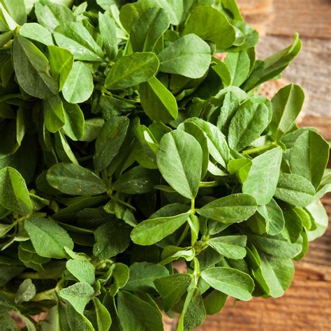 Fenugreek Leaves – SOS Chefs