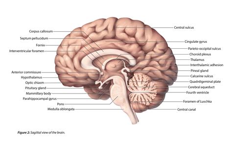 Sagittal View Of The Human Brain Labeled