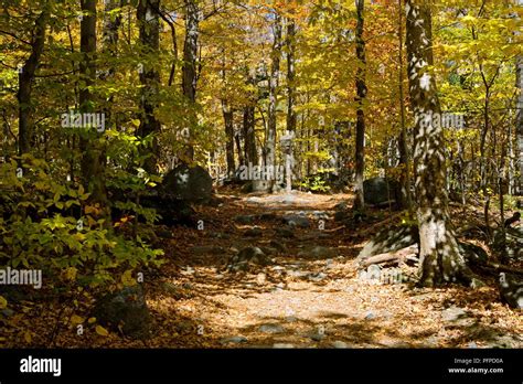 USA, New Hampshire, White Mountains, Pinkham Notch, hiking trail ...