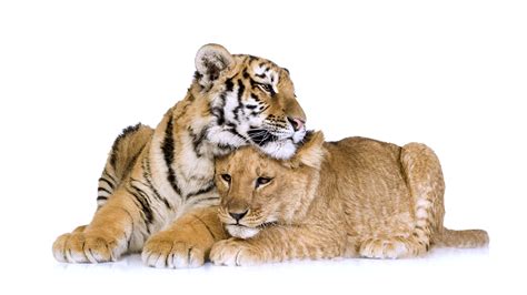 Images Big cats Cubs Animals 1920x1080