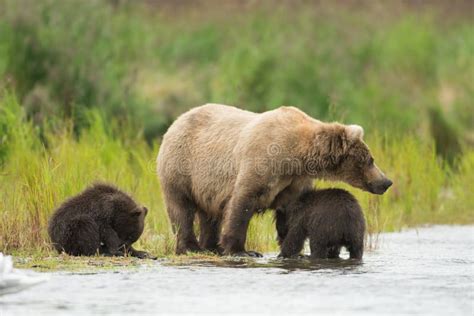 Alaskan Brown Bear and Cubs Stock Photo - Image of bear, wilderness ...