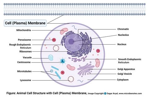 Questions And Answers On Labeled/Unlebled Diagrams Of A Human Cell : Biology Quiz Plant And ...