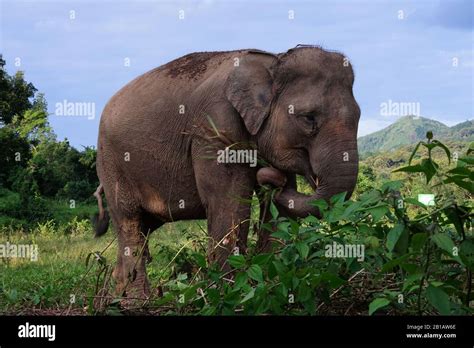 A Sumatran elephant (Elephas maximus sumatranus) was seen at the Elephant Conservation park ...