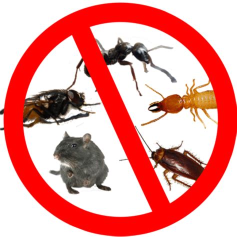 Commercial Pest Control Services | Home Pest Control Service