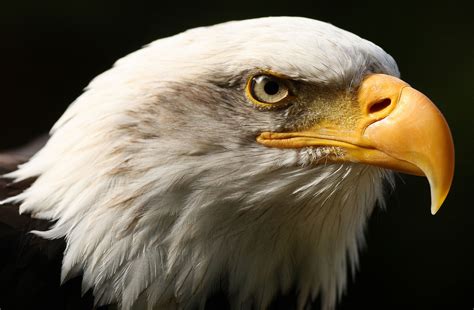 Animal - Eagle Wallpaper Beautiful Bird Wallpaper, Birds Wallpaper Hd ...