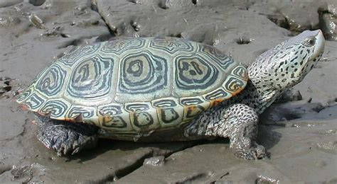 Diamondback Terrapin | The Animal Facts | Appearance, Diet, Habitat