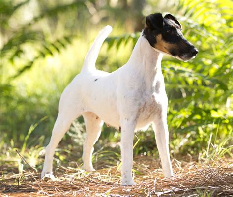 Smooth Fox Terrier - Puppies, Rescue, Pictures, Information, Temperament, Characteristics ...