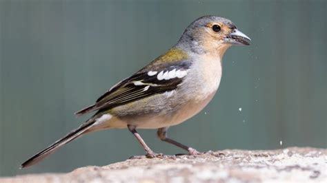 A Complete Guide On Feeding Any Finch - What Do Finches Eat