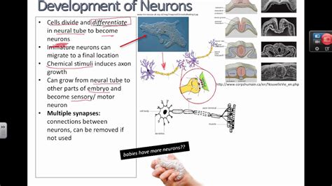 Development of Neurons (IB Biology) - YouTube