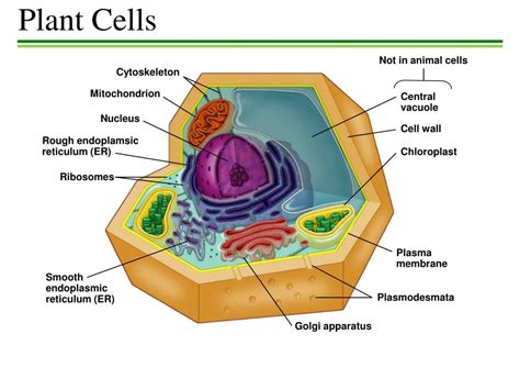 PPT - Plant Cells PowerPoint Presentation, free download - ID:2349840